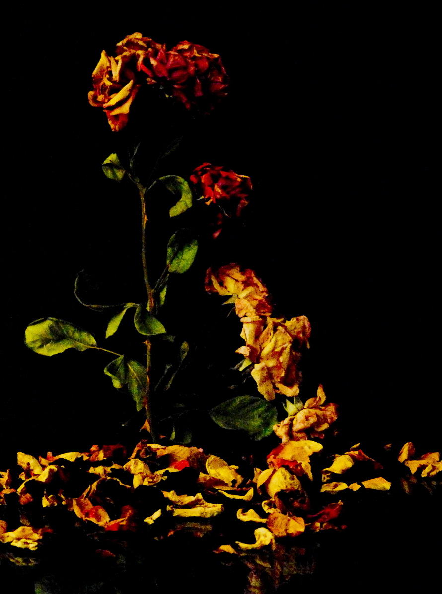 We were ... roses ... a year ago ... 1