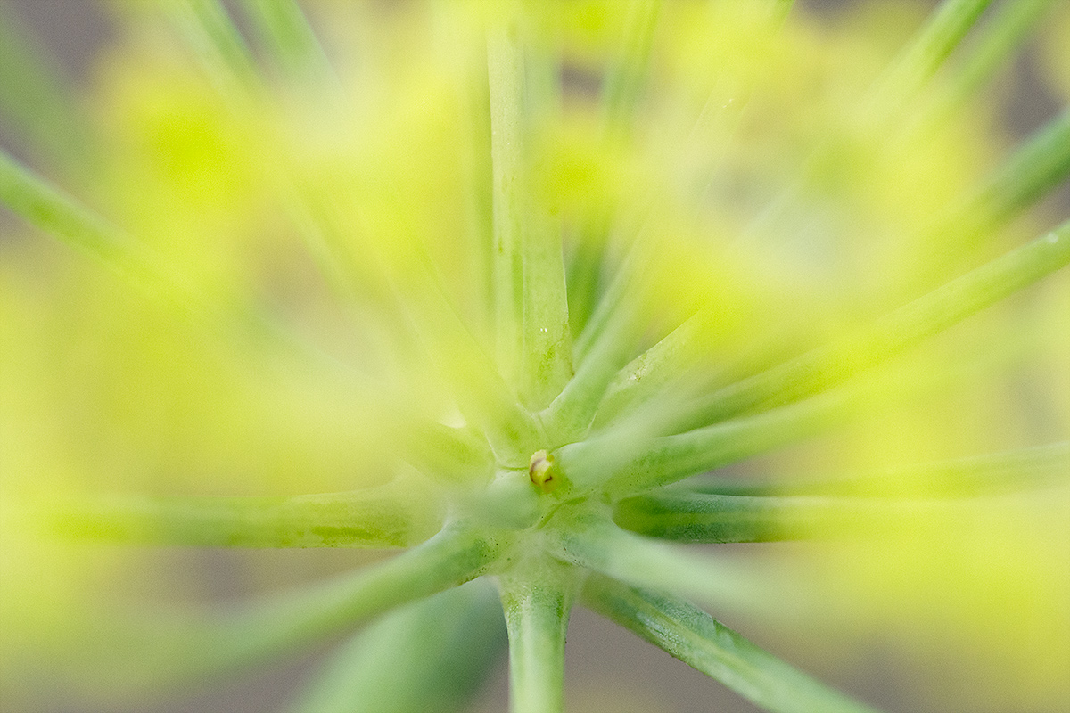 Wild fennel (detail)