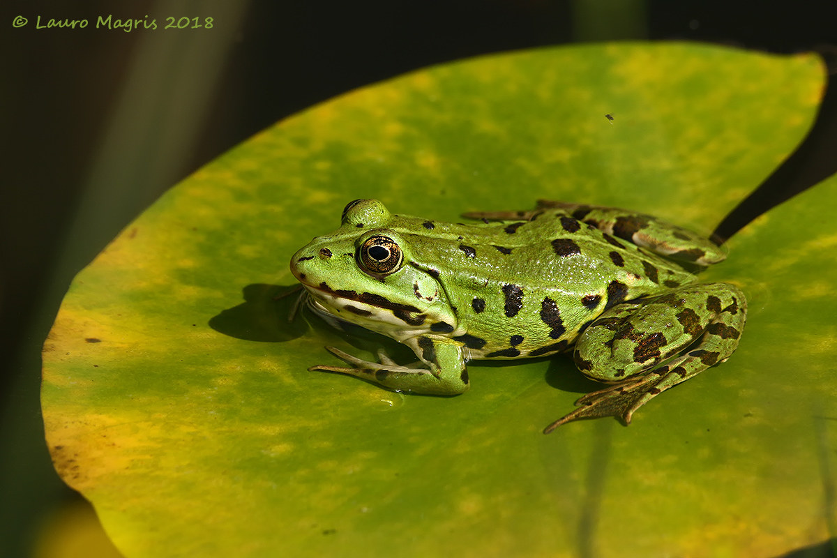 On the Flying carpet