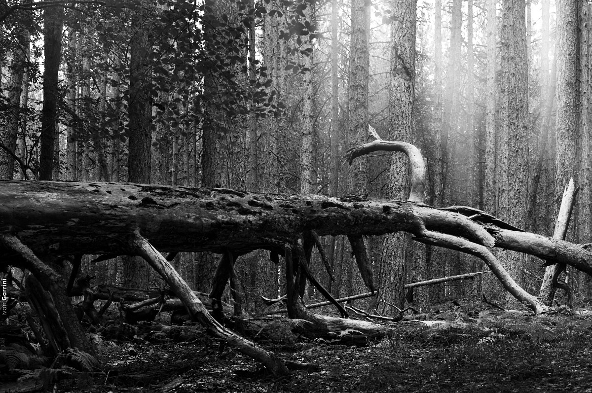 The fallen giant and his brothers.