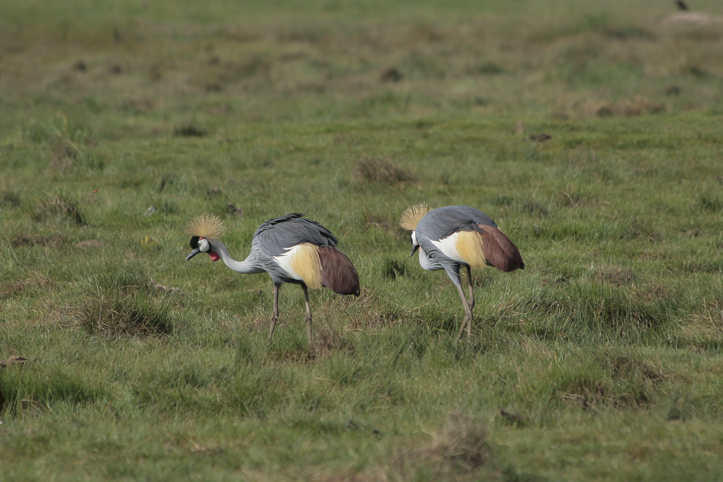 Kenya.Gru coronata