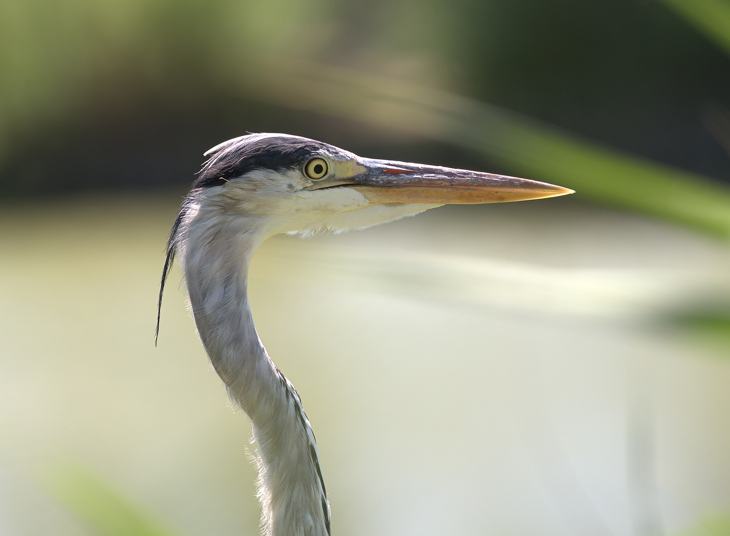 Portrait of Heron