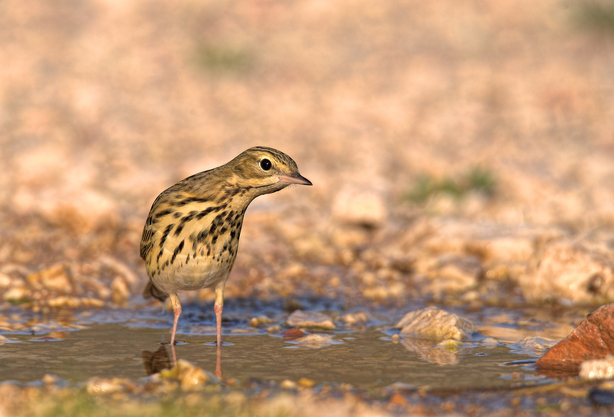 Tree Pipit