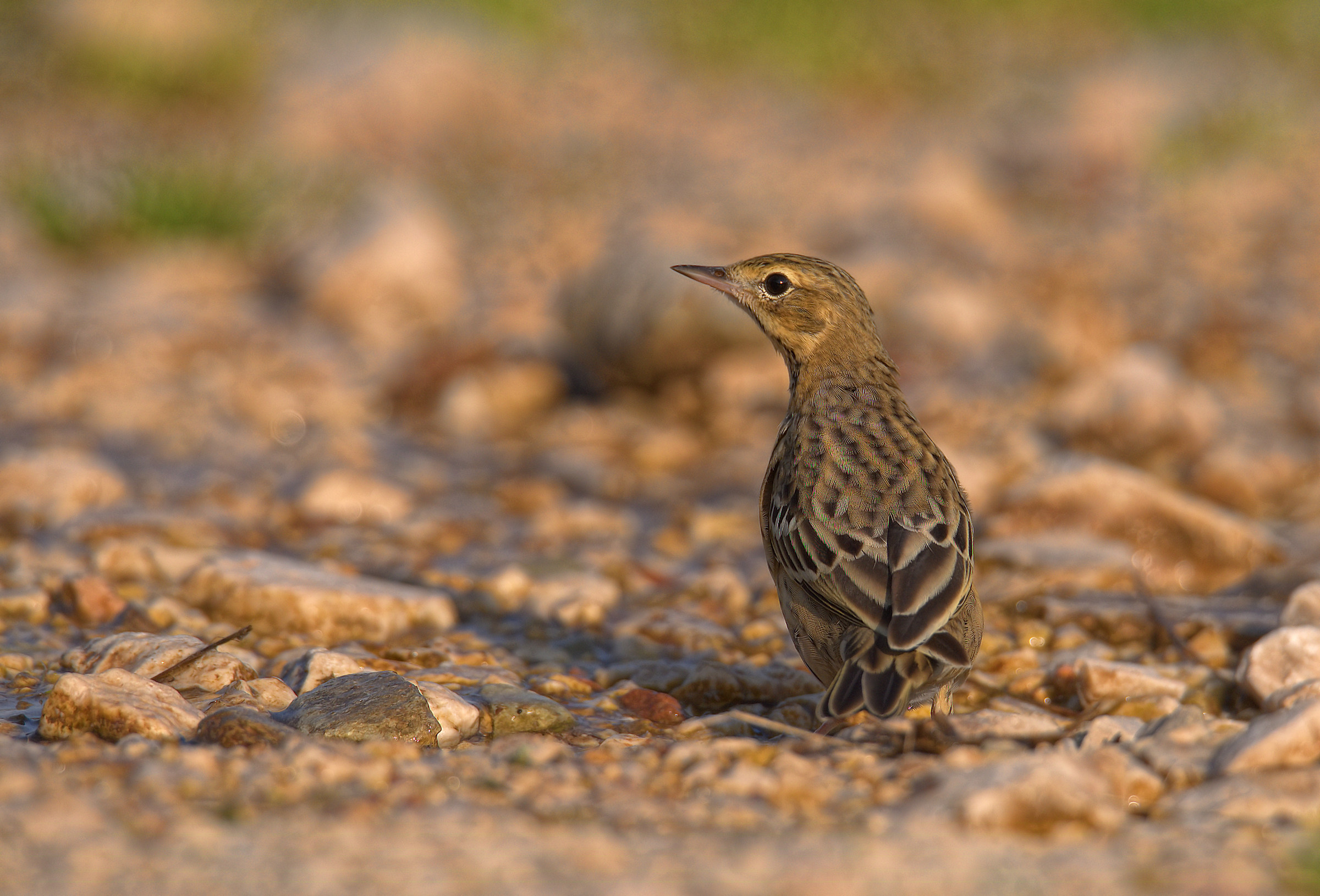 Tree Pipit