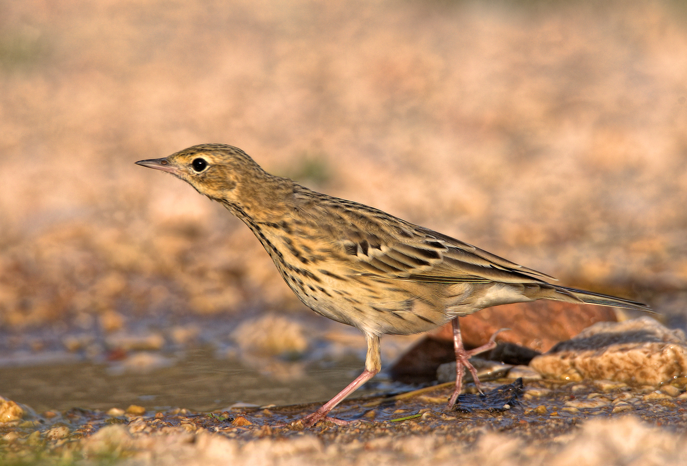 Tree Pipit