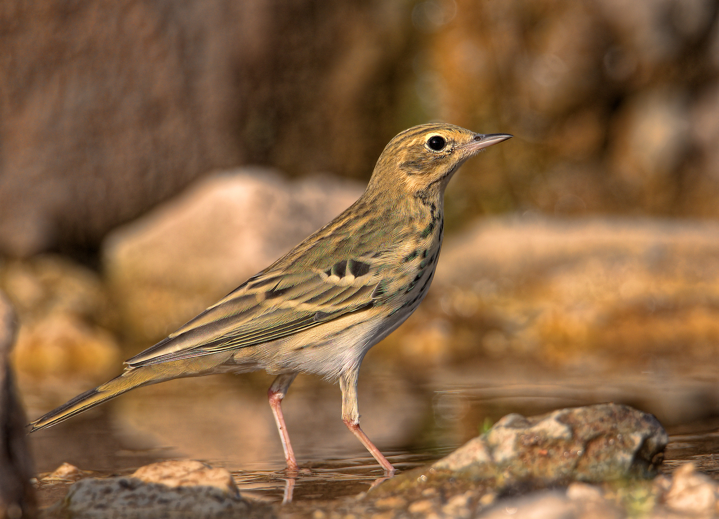 Tree Pipit