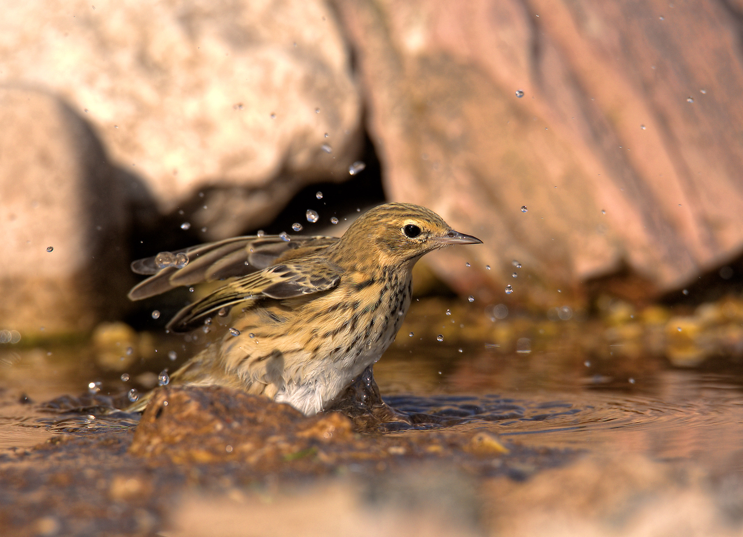 Tree Pipit