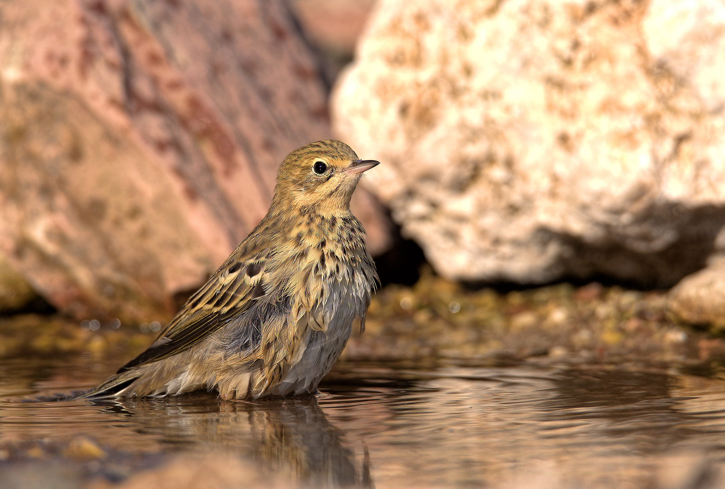 Tree Pipit