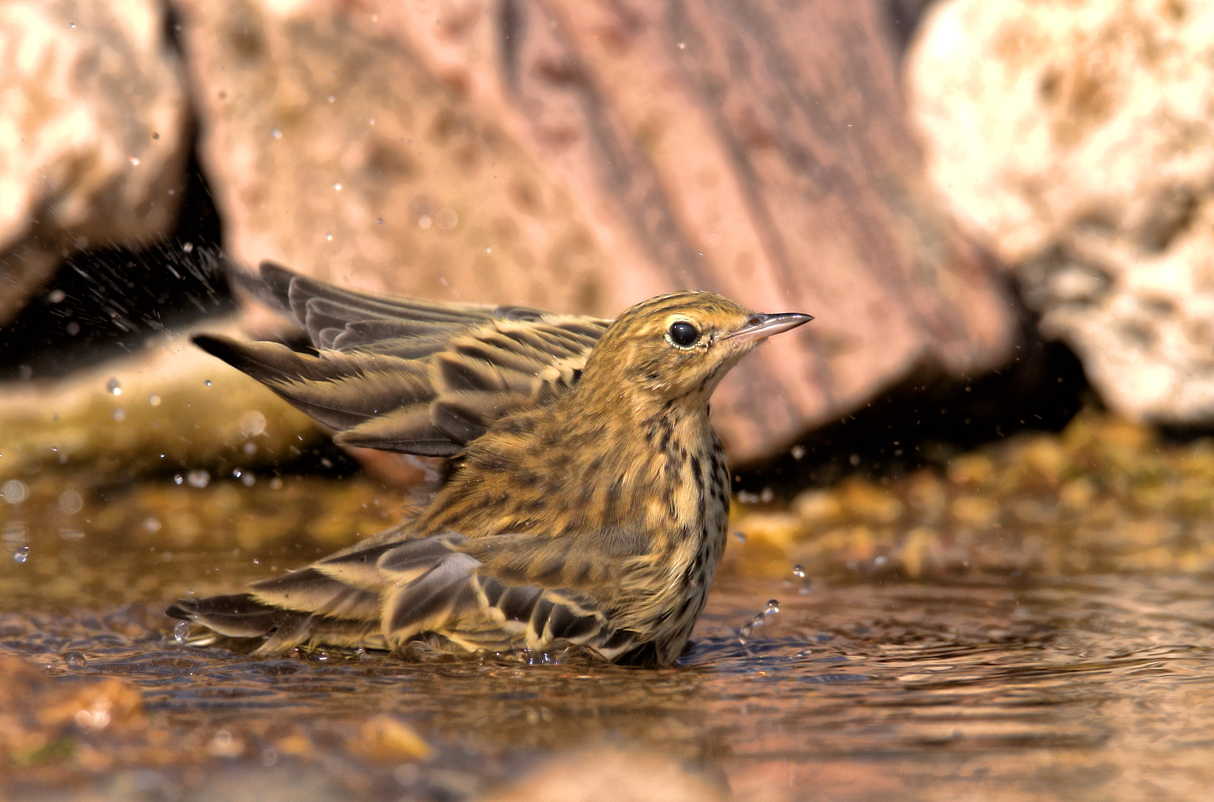 Tree Pipit