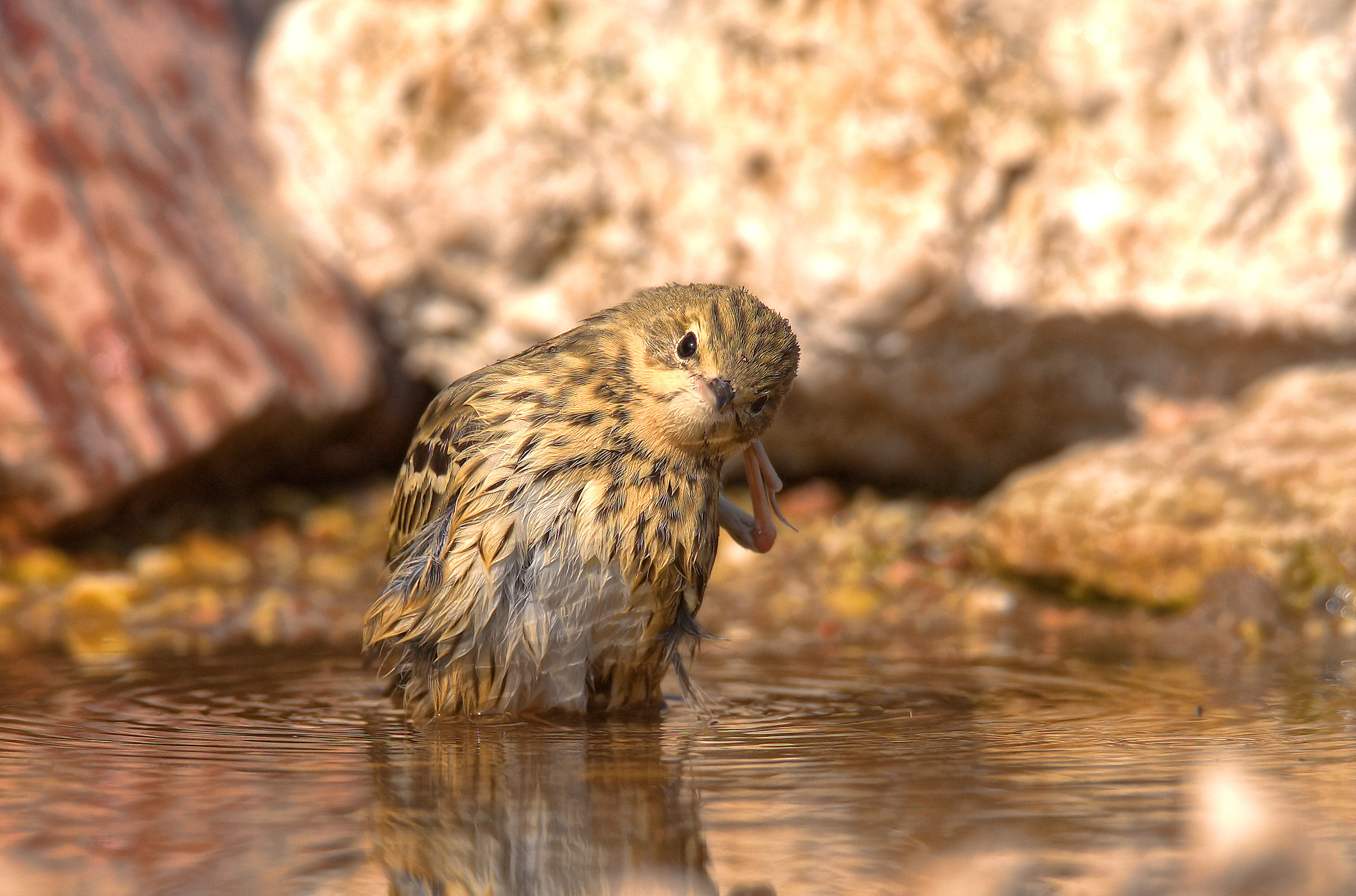 Tree Pipit