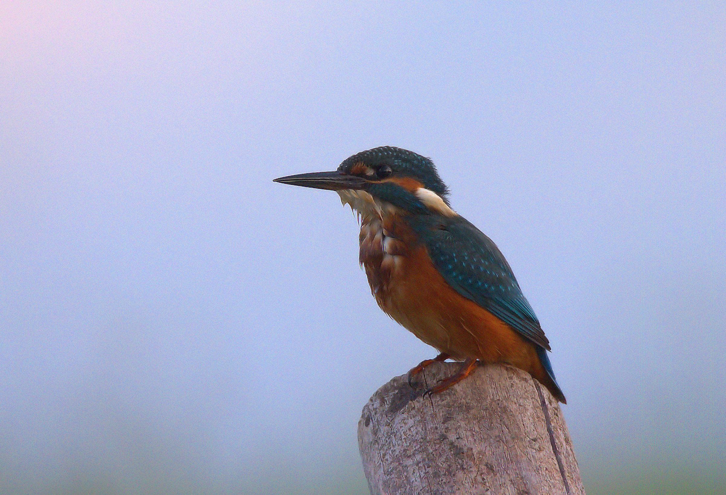 Kingfisher