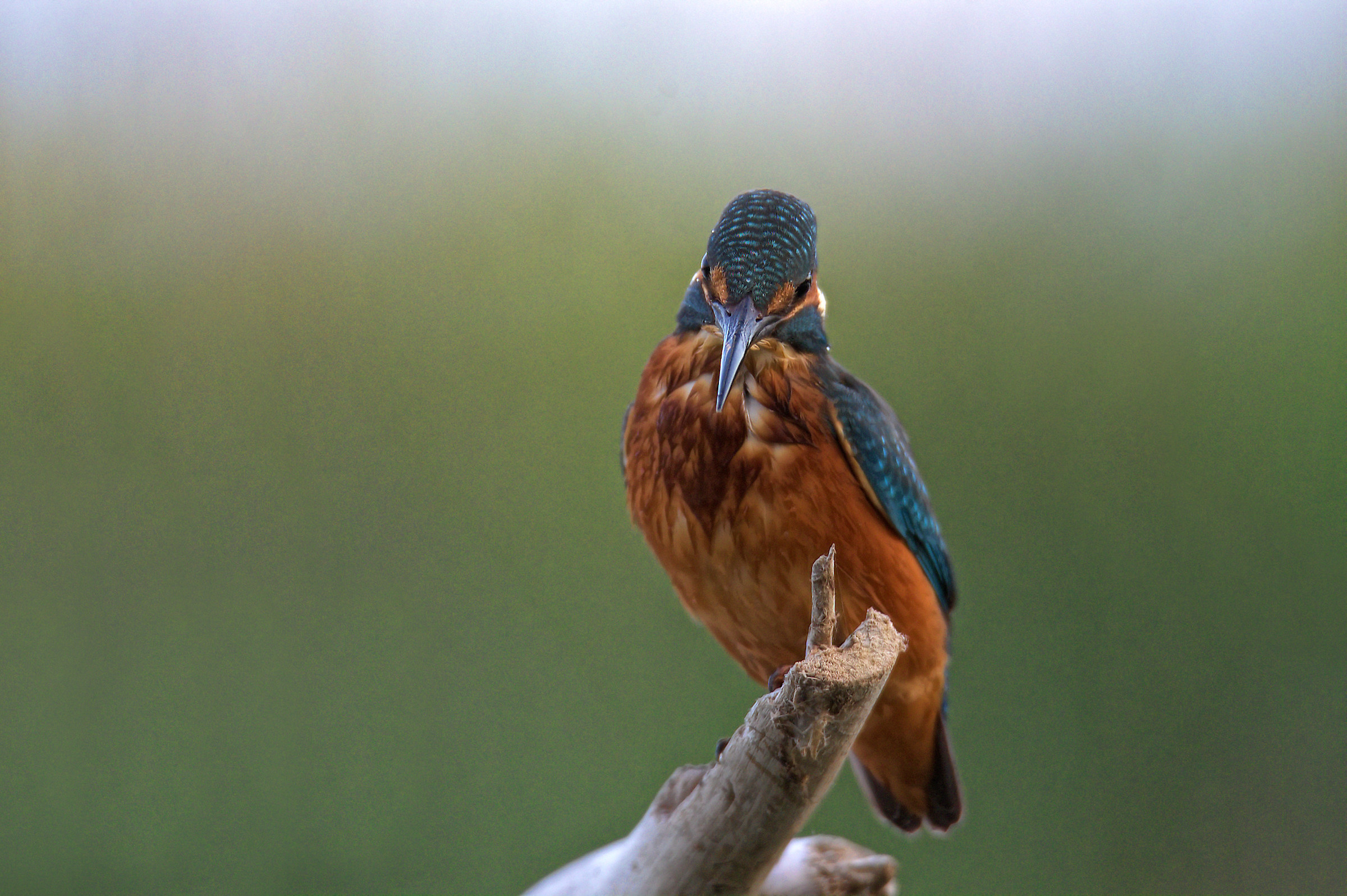 Kingfisher