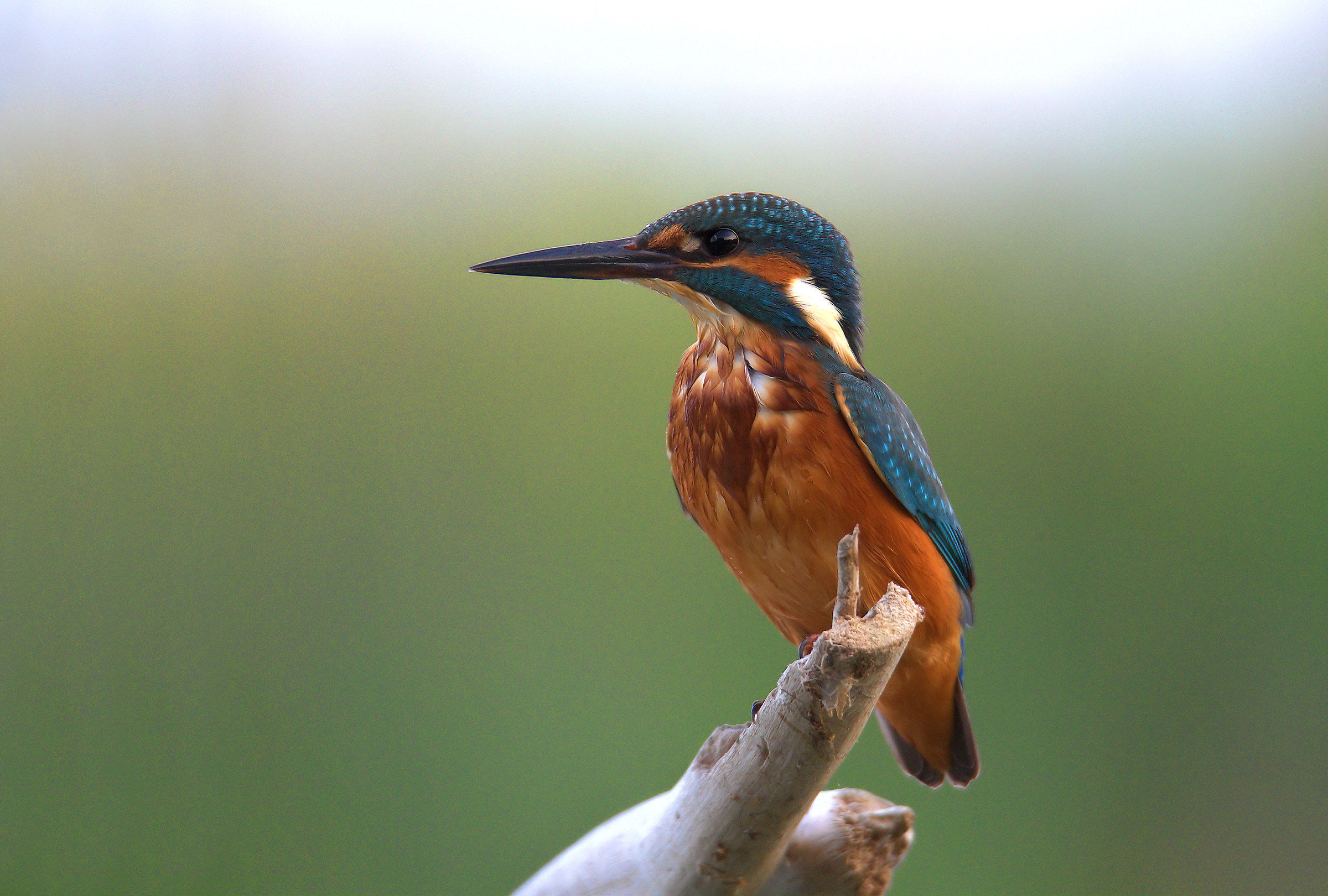 Kingfisher