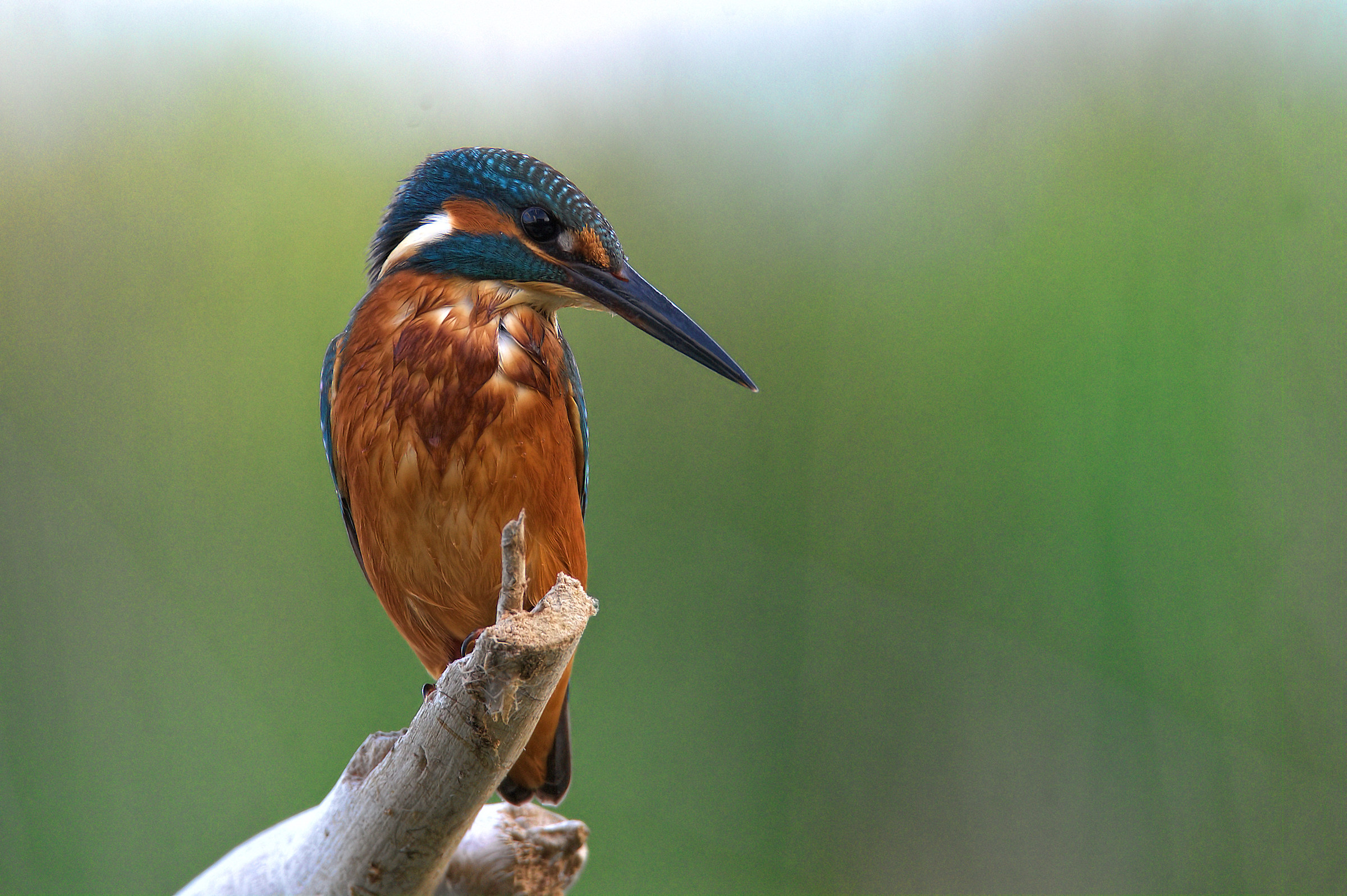 Kingfisher