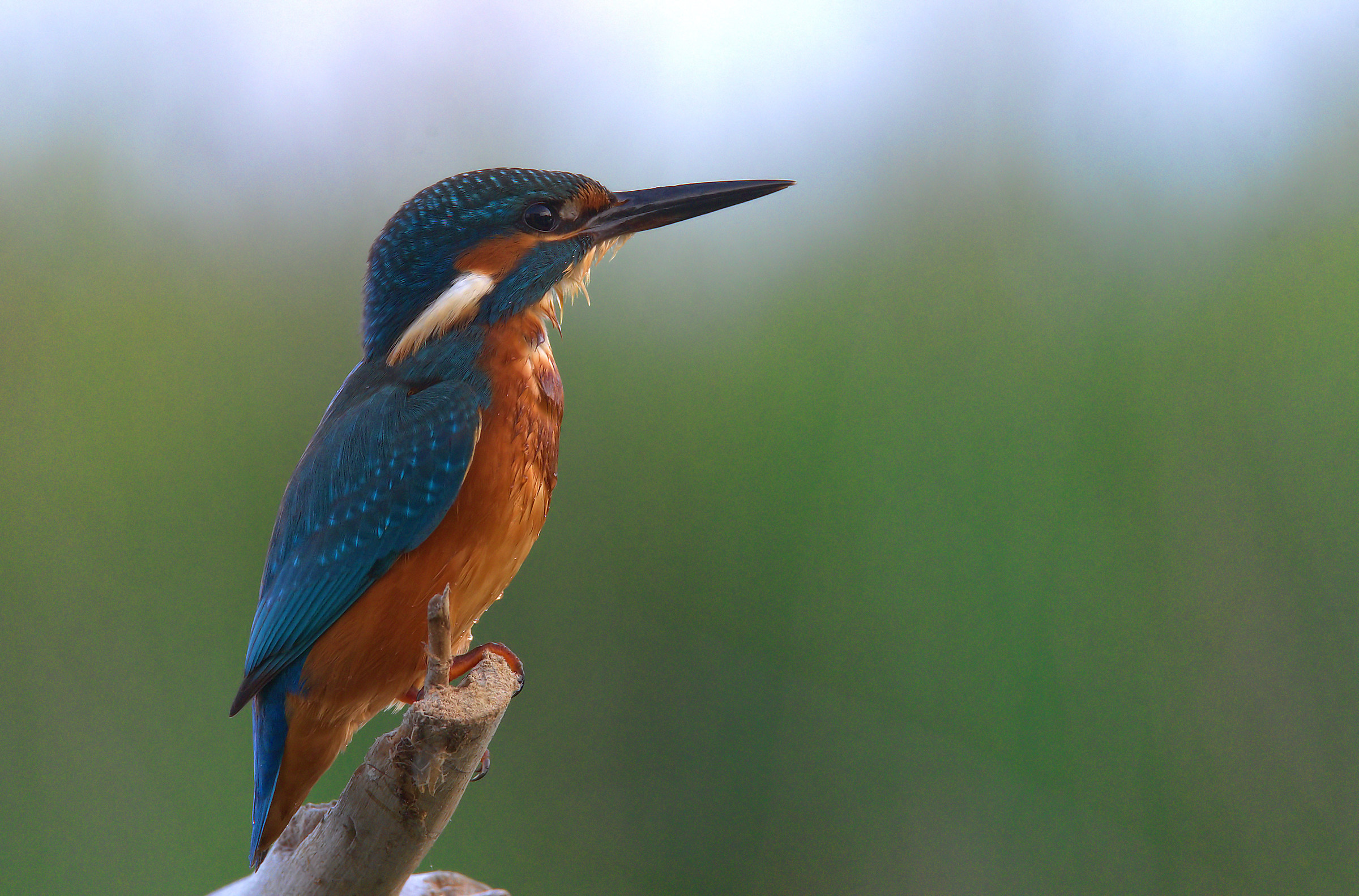 Kingfisher
