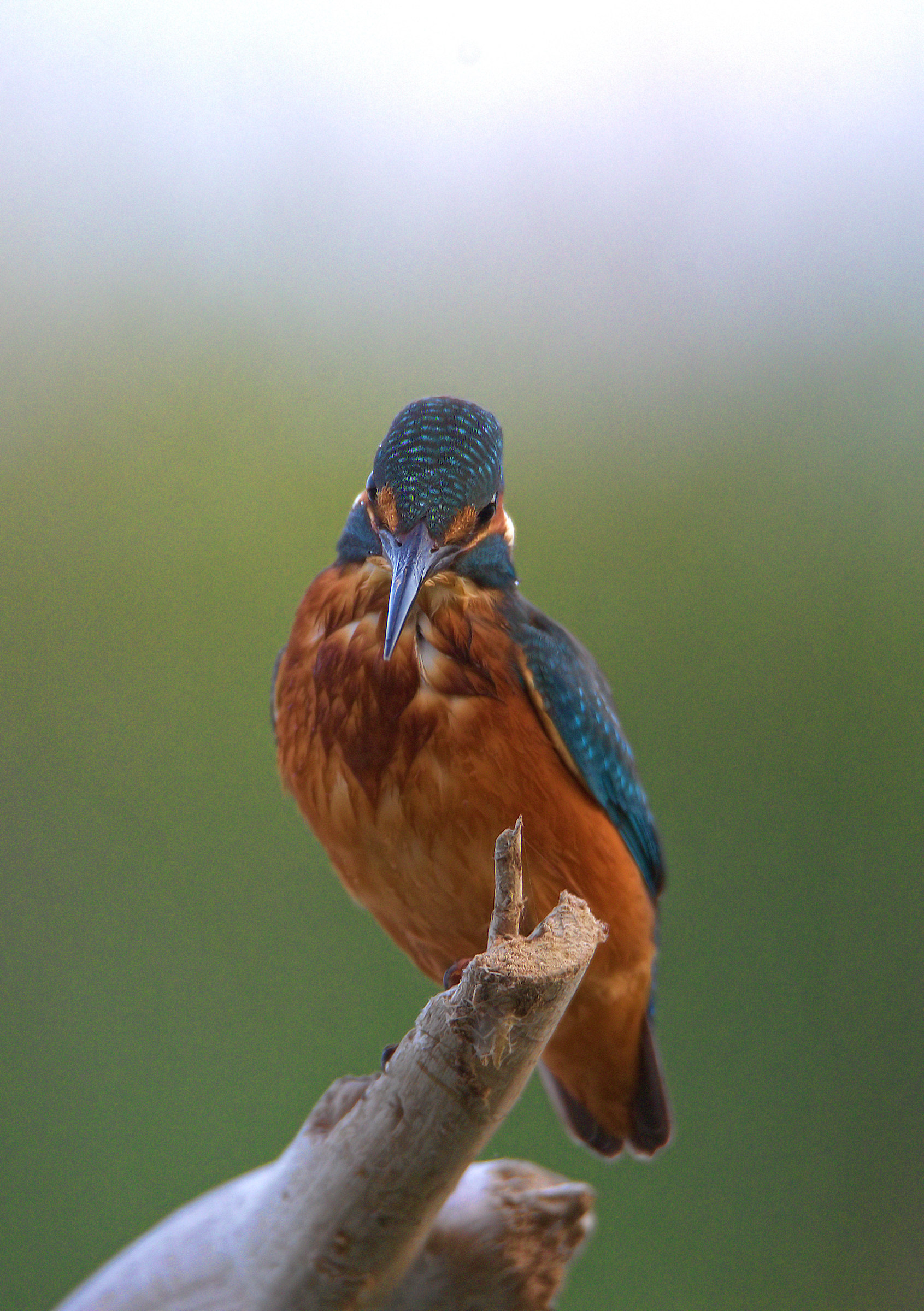 Kingfisher