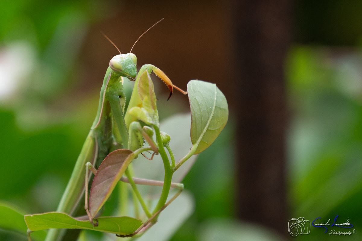 Praying Mantis