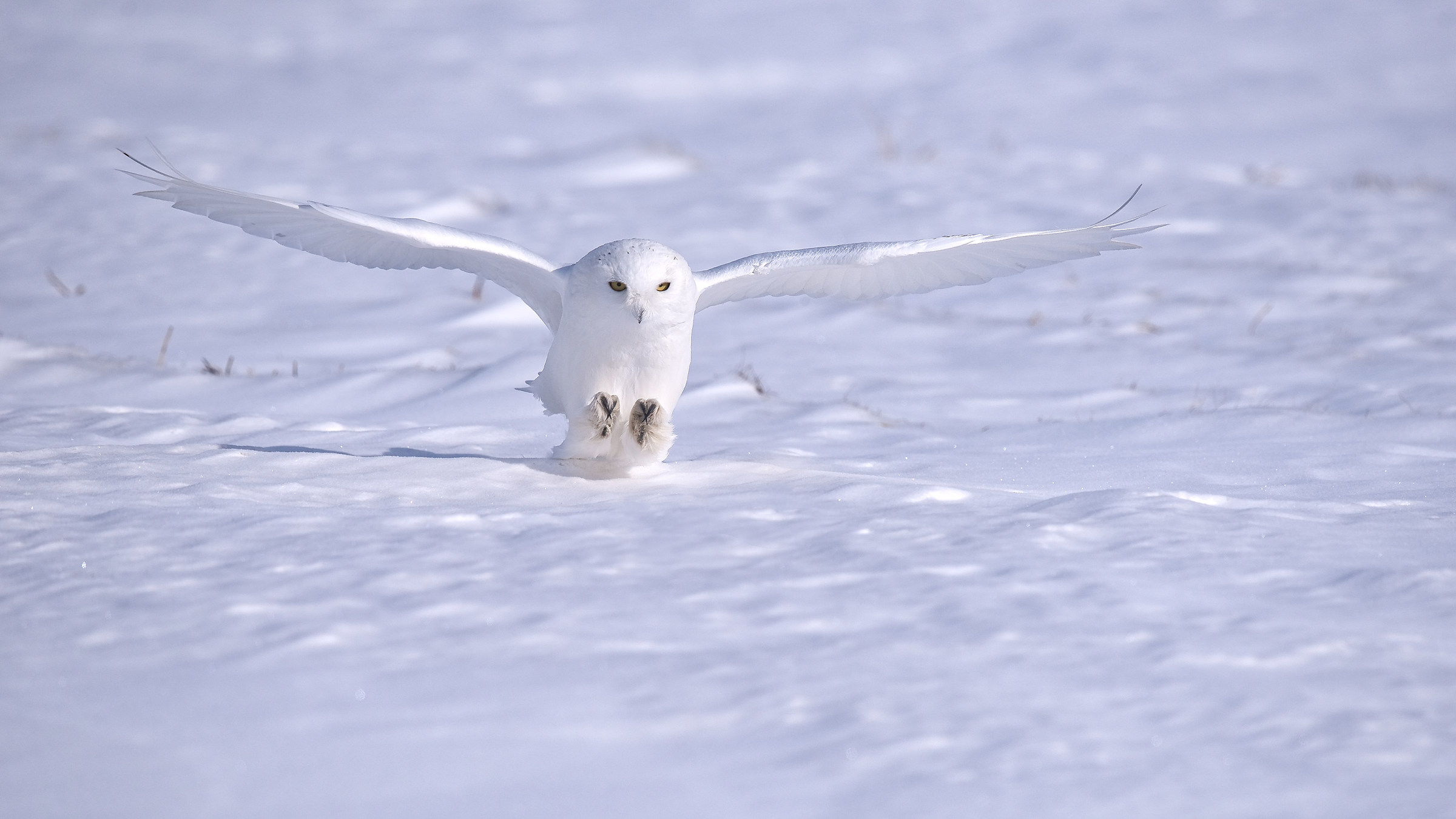 Attacco imminente....