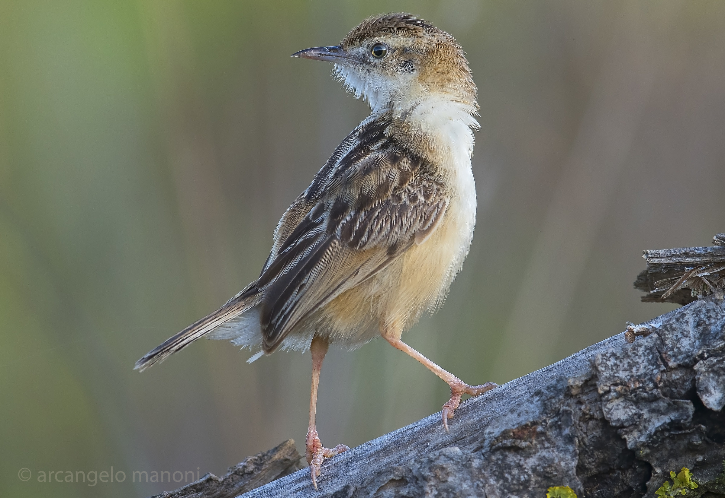 The Torcibeccamoschino