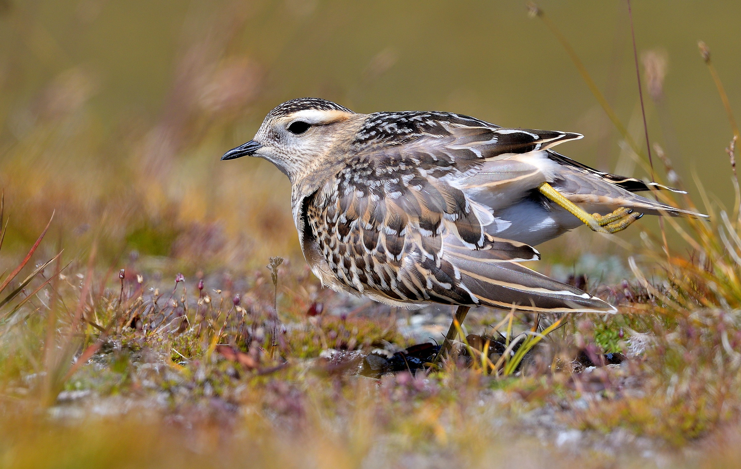 Stretcing of the baptismal parish Dotterel