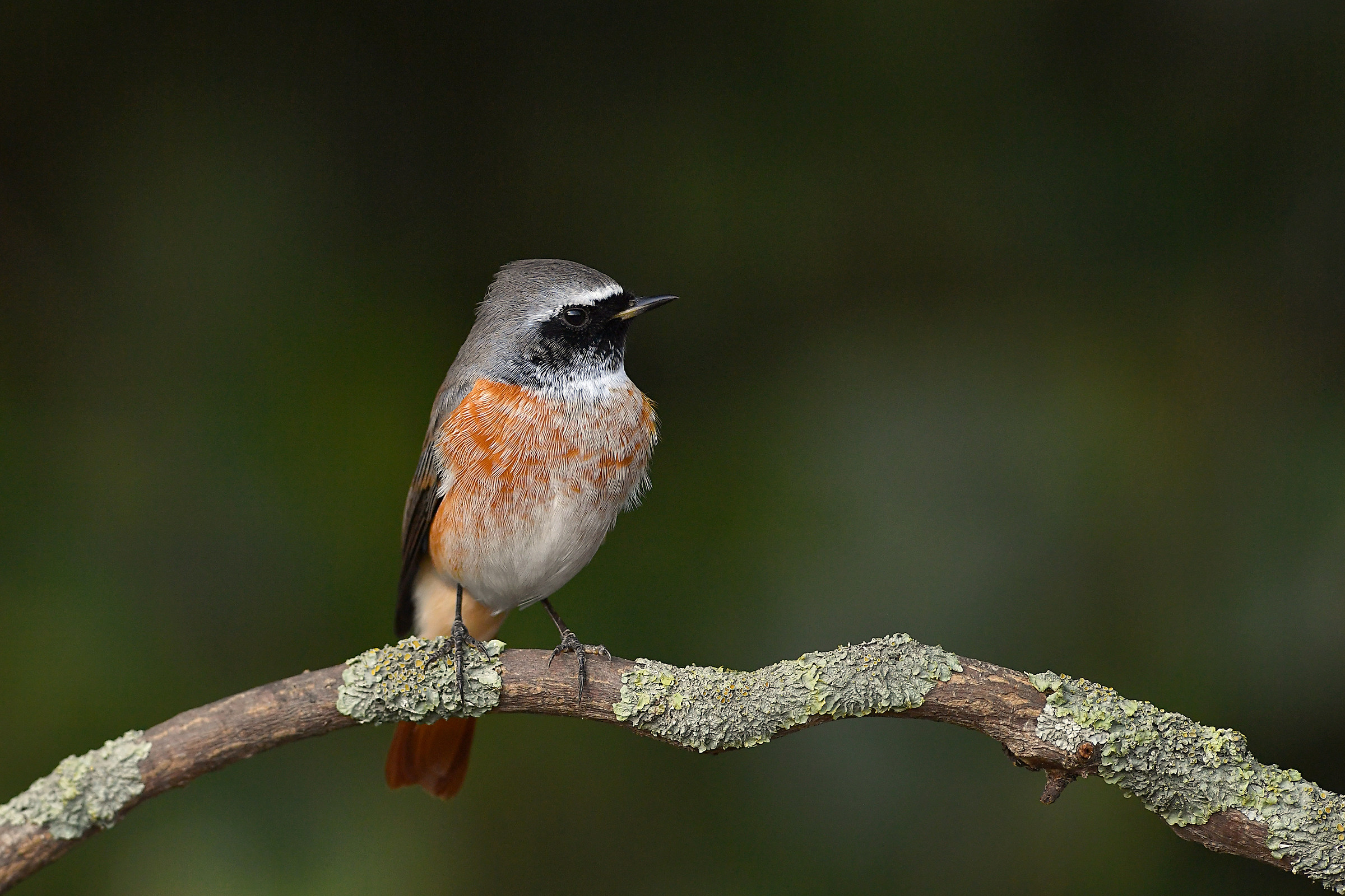Storie di piume    6   ( Codirosso )