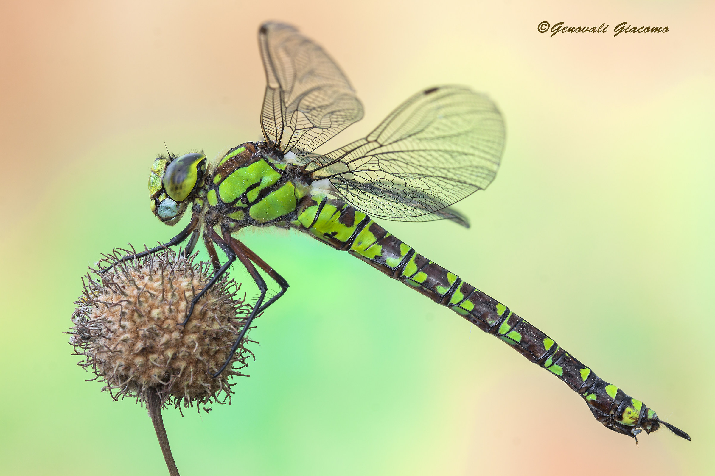 His Majesty the Emperor