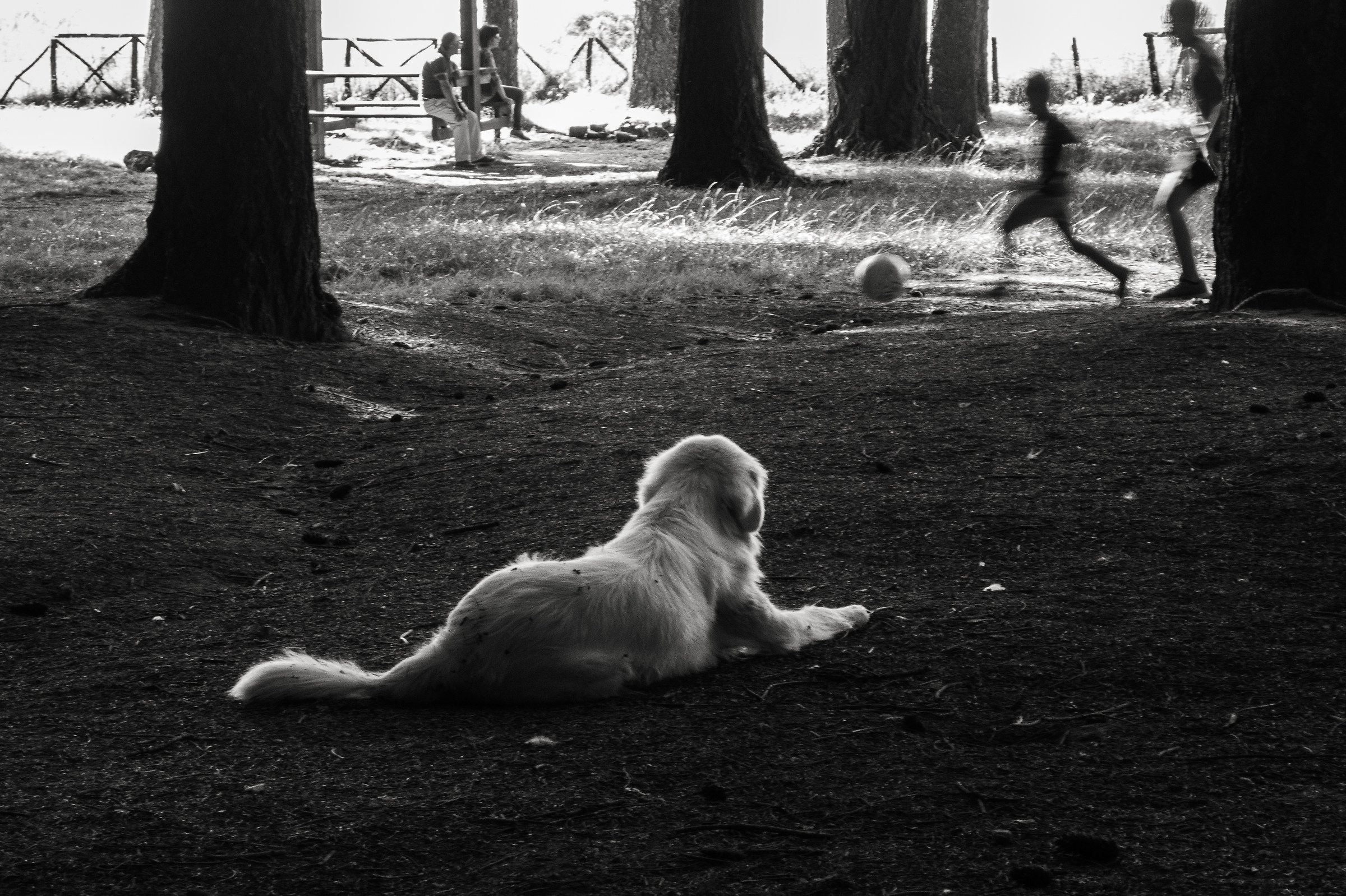 la pazienza del cane