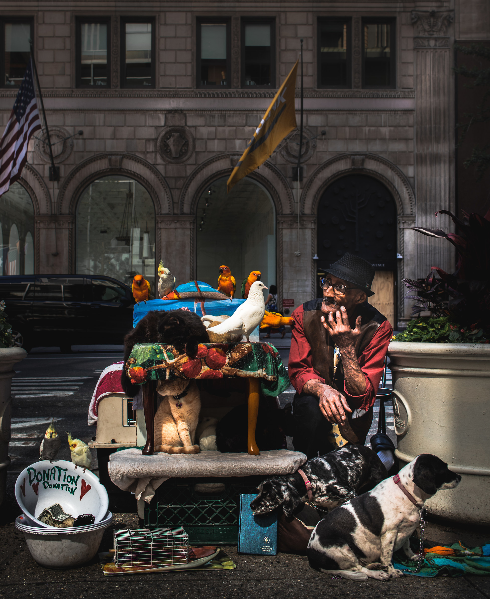 Amante degl'animali livello New York!