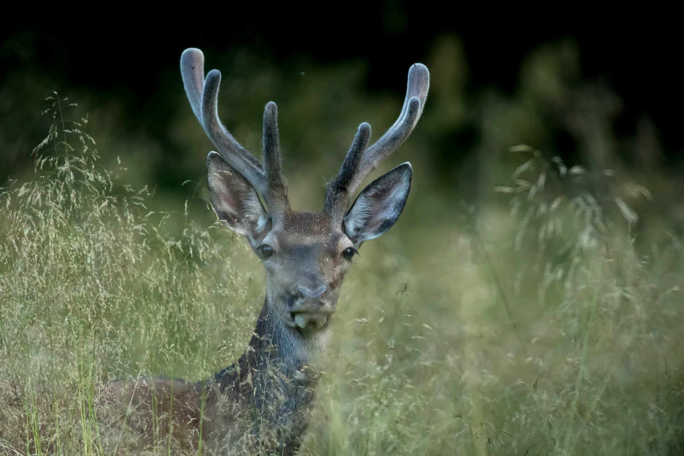 Young deer surprised in the tall grass
