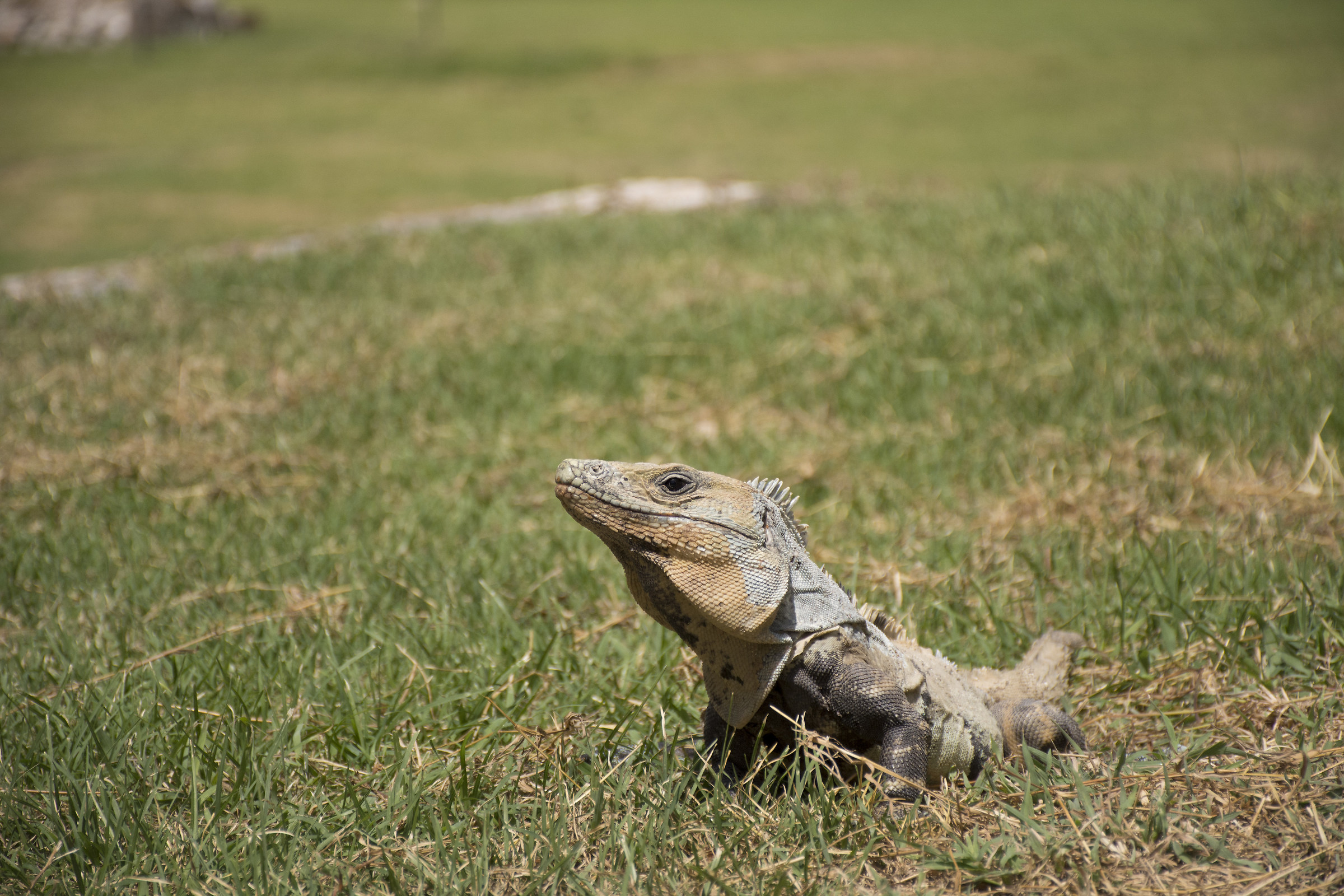 Iguana ad Uxmal