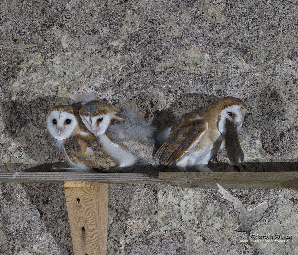 Una grossa preda  _ Tyto alba _
