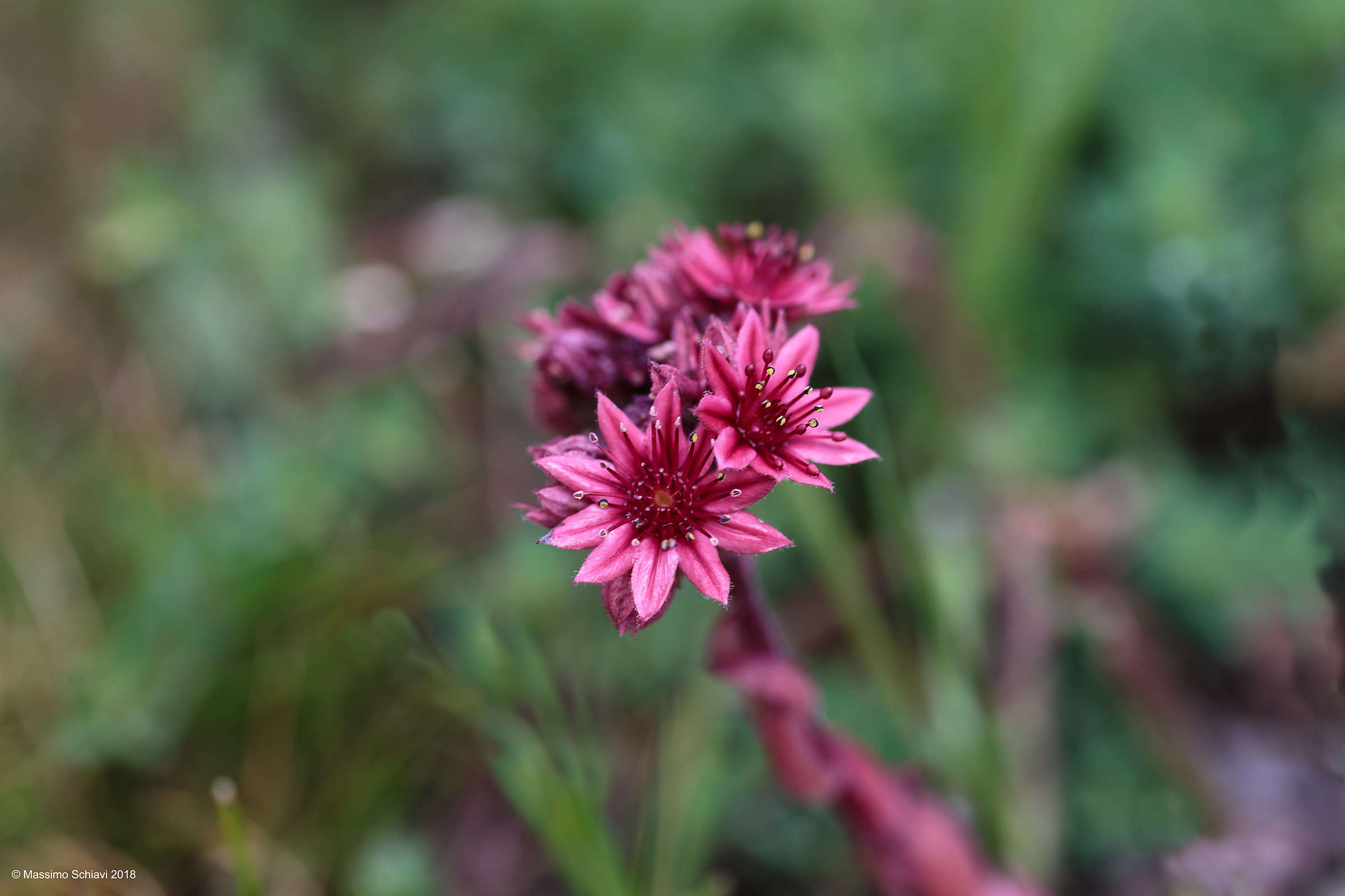 Sempervivum arachnoideum L. - Semprevivo ragnateloso.