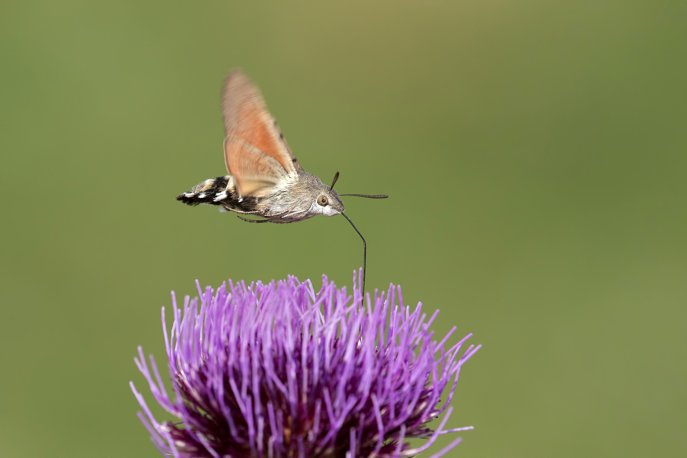 Macroglossa on Thistle
