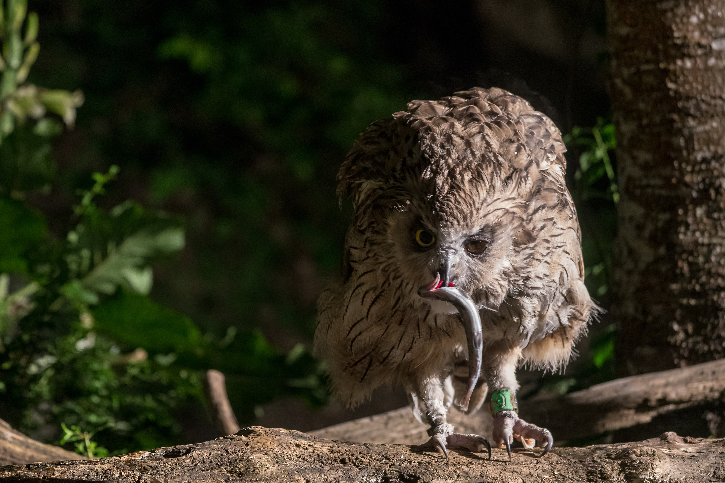 The fishing of Fukuro (Owl)-Hokkaido