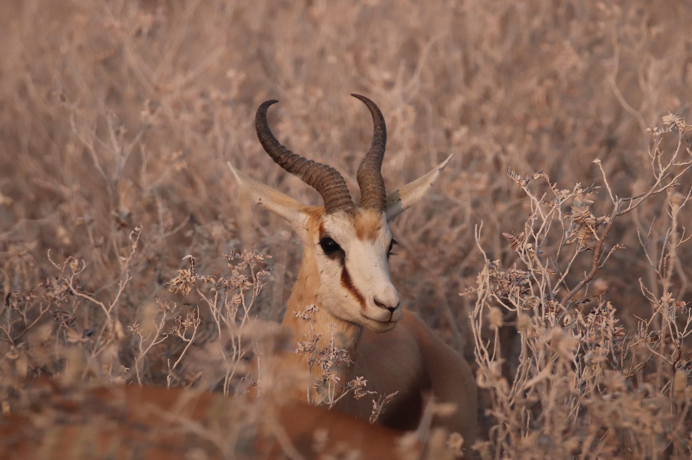 Springbok al pascolo