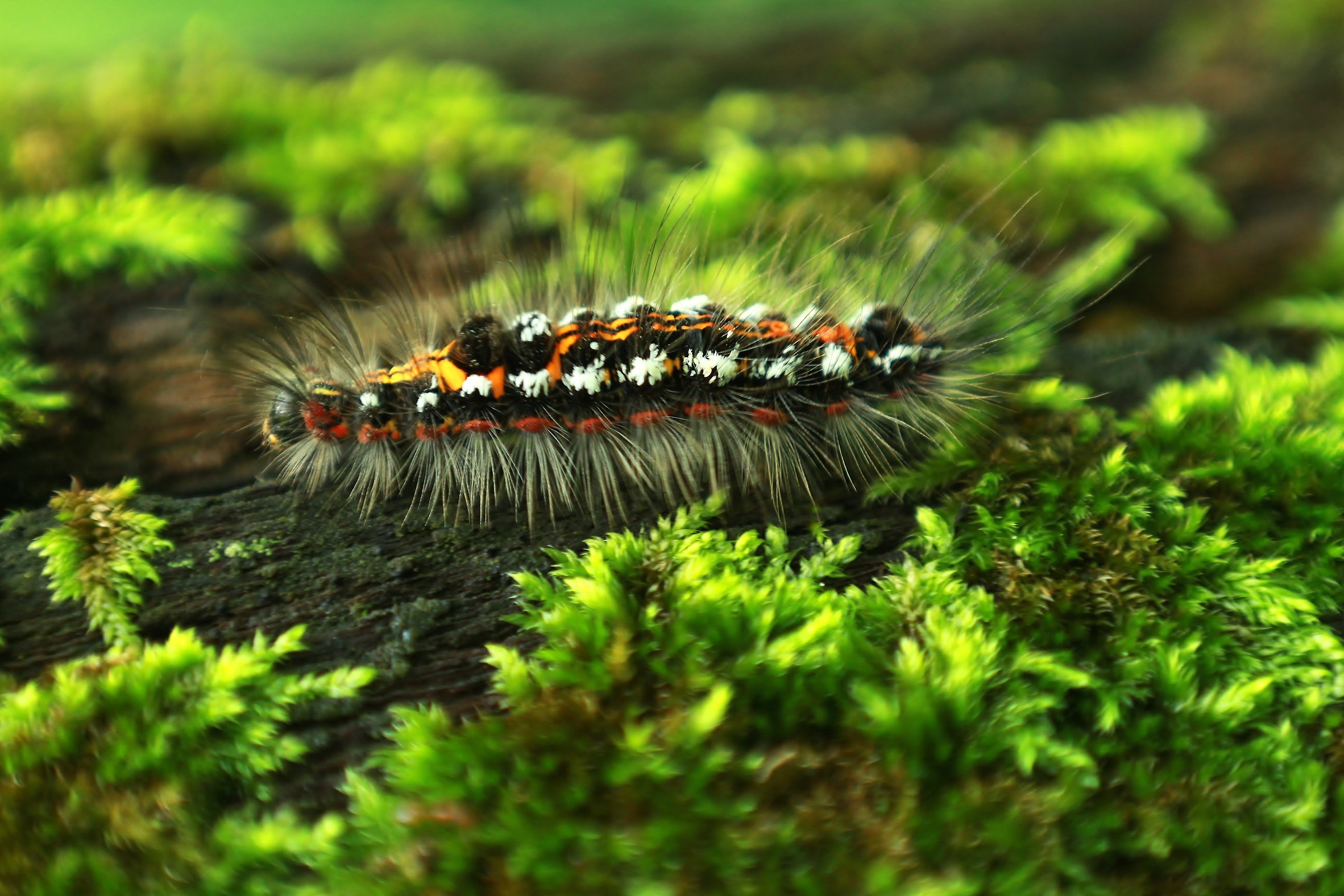 Bruco in cammino (sembrava avesse fretta)