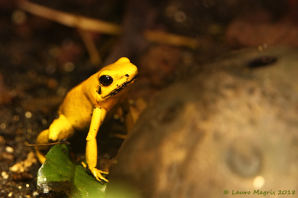 Phyllobates Terribilis