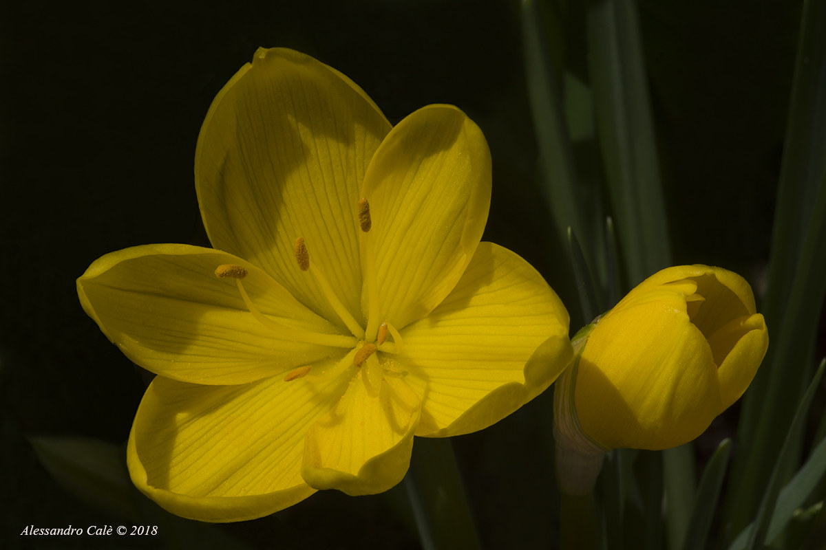 Crocus autumnalis (Crocus autunnale) 3124