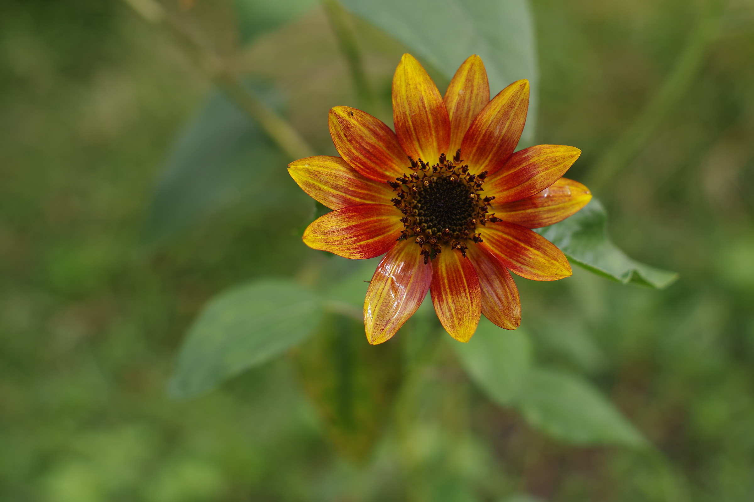 Yellow and red flower