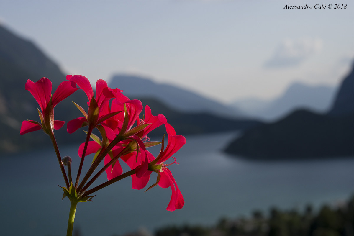 Geraneo e Lago di Molveno 2292