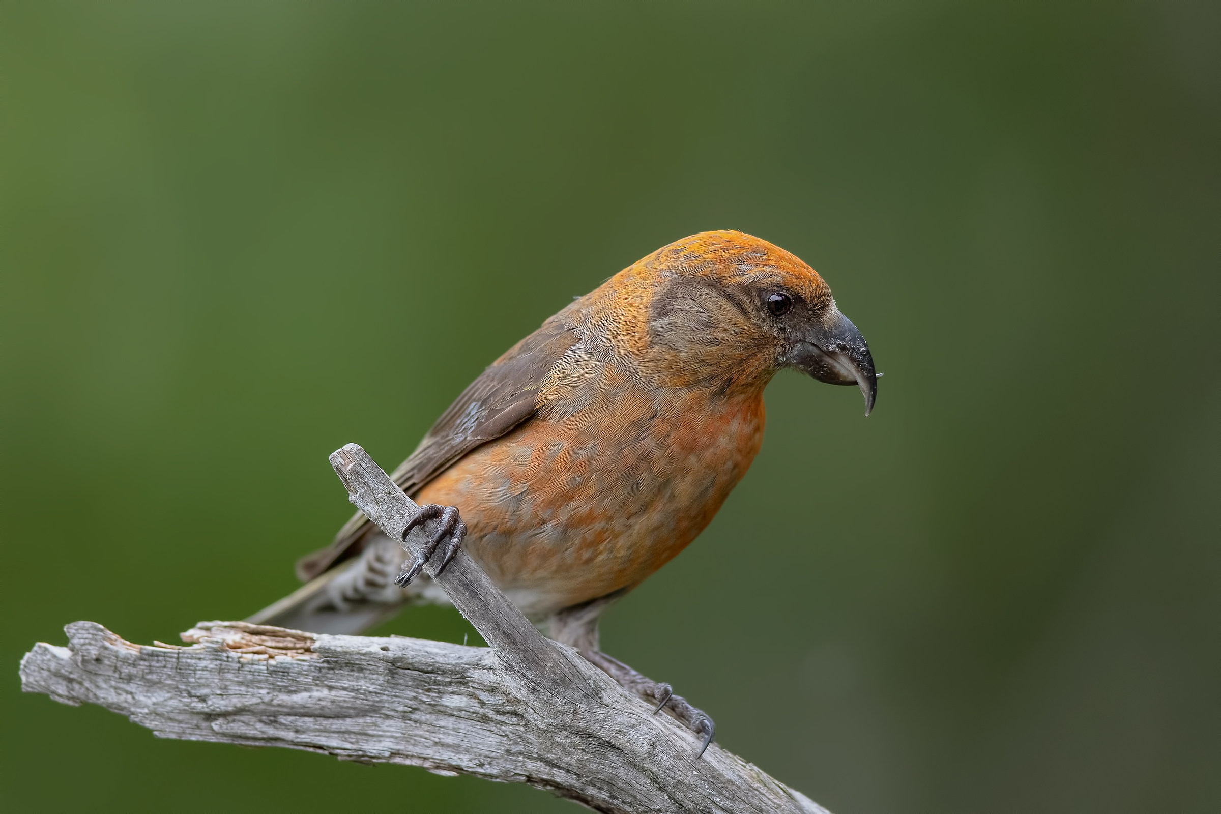 Crociere (Loxia curvirostra)