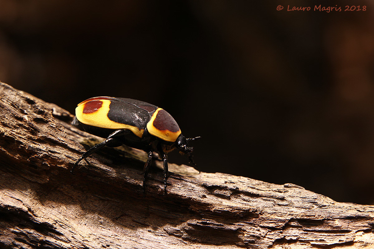 Cetonia aurata