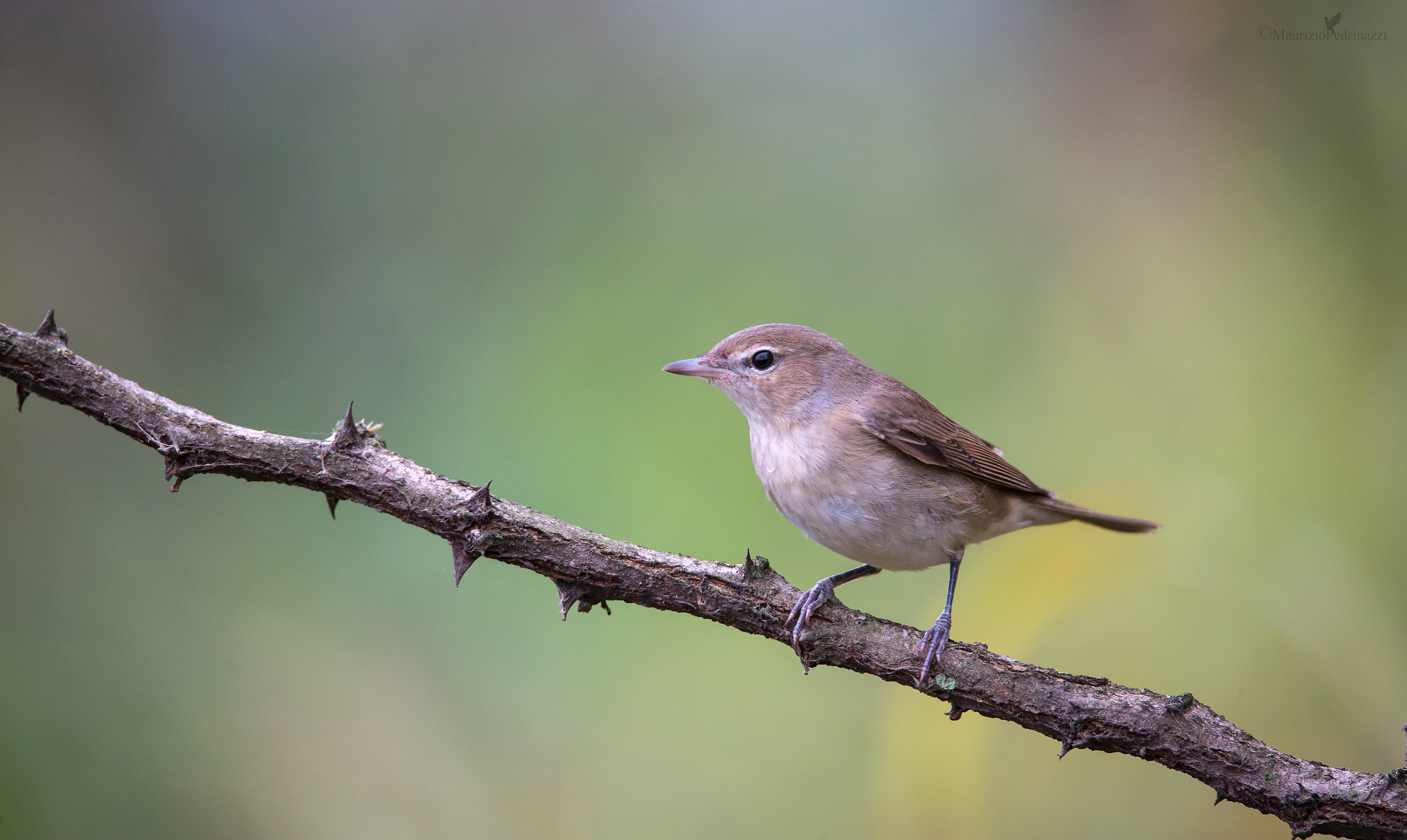 Beccafico, Sylvia borin.