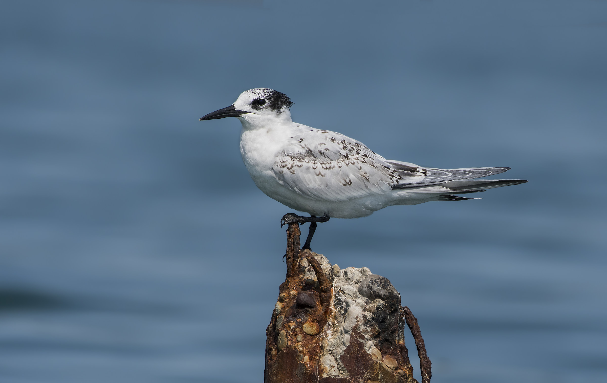Sandwich Tern