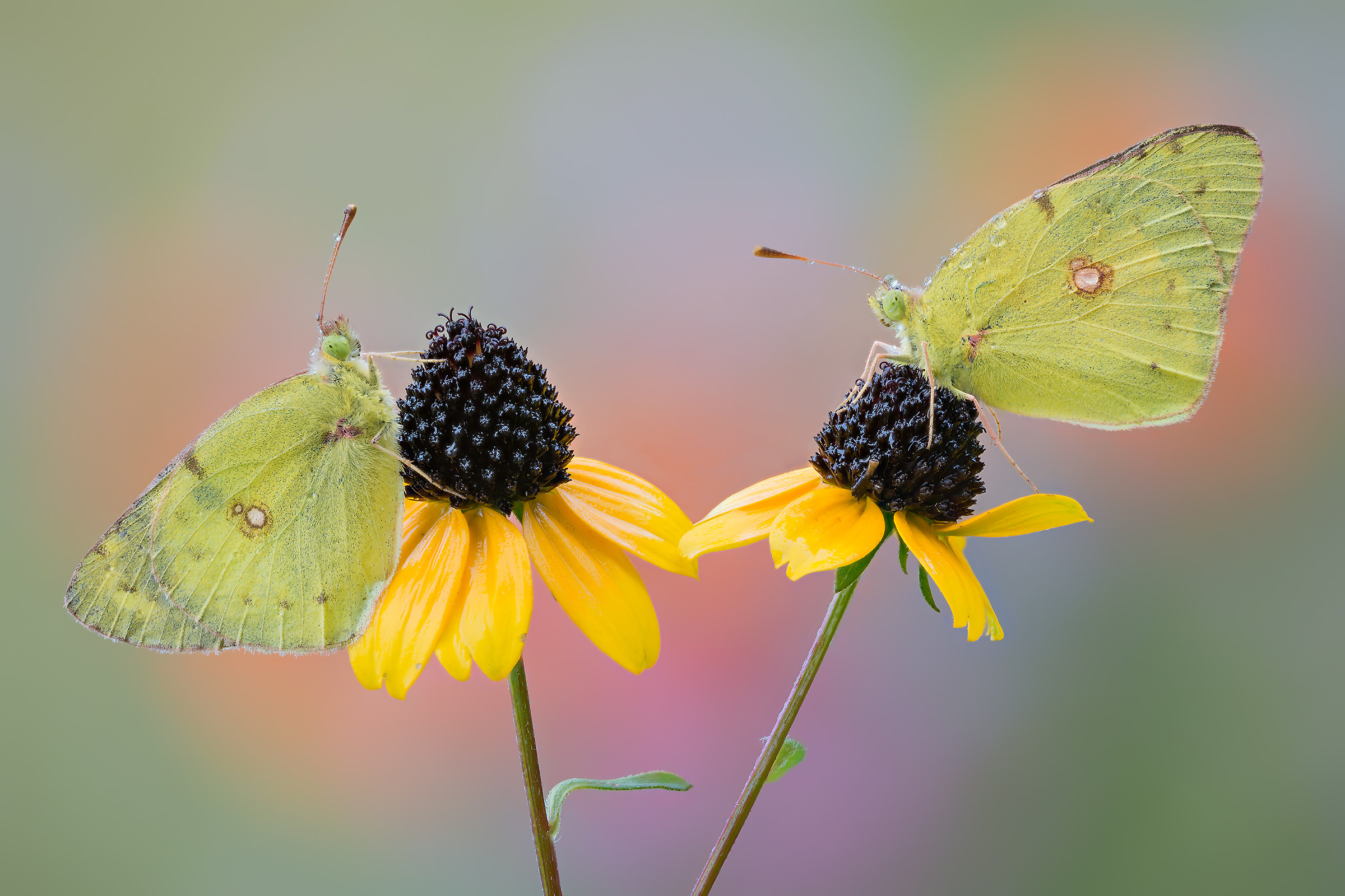 Colias in Colors