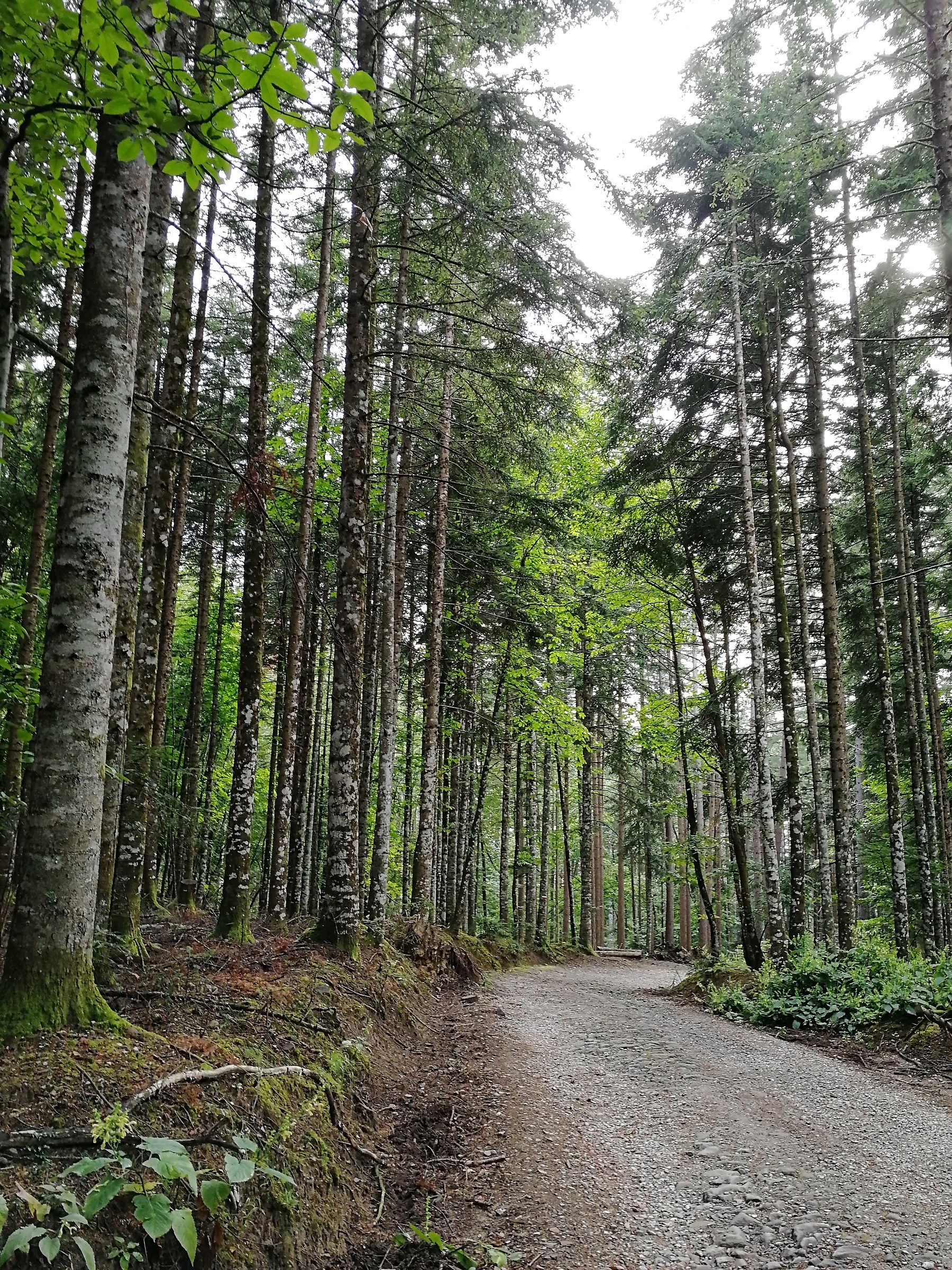 Bosco di Vallombrosa