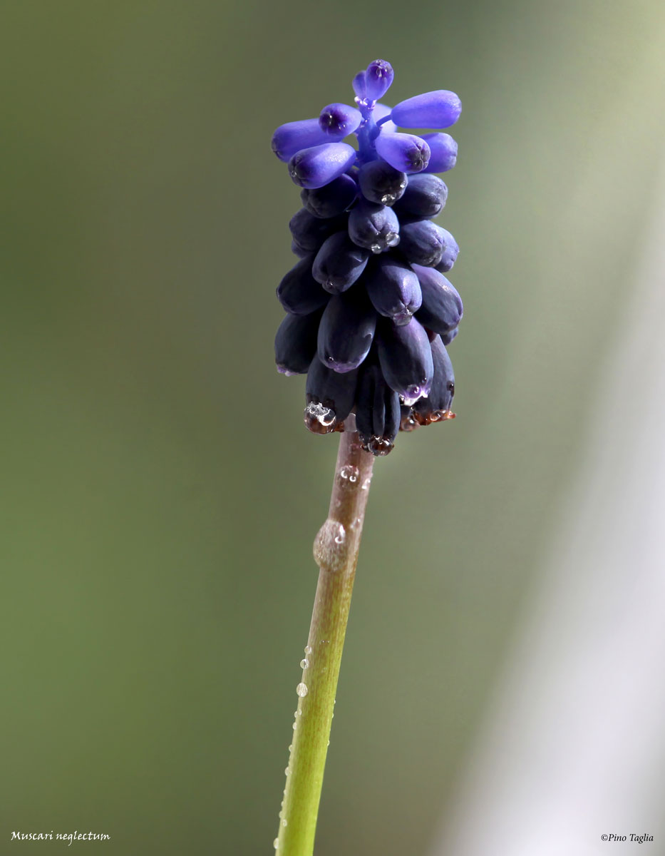 Muscari