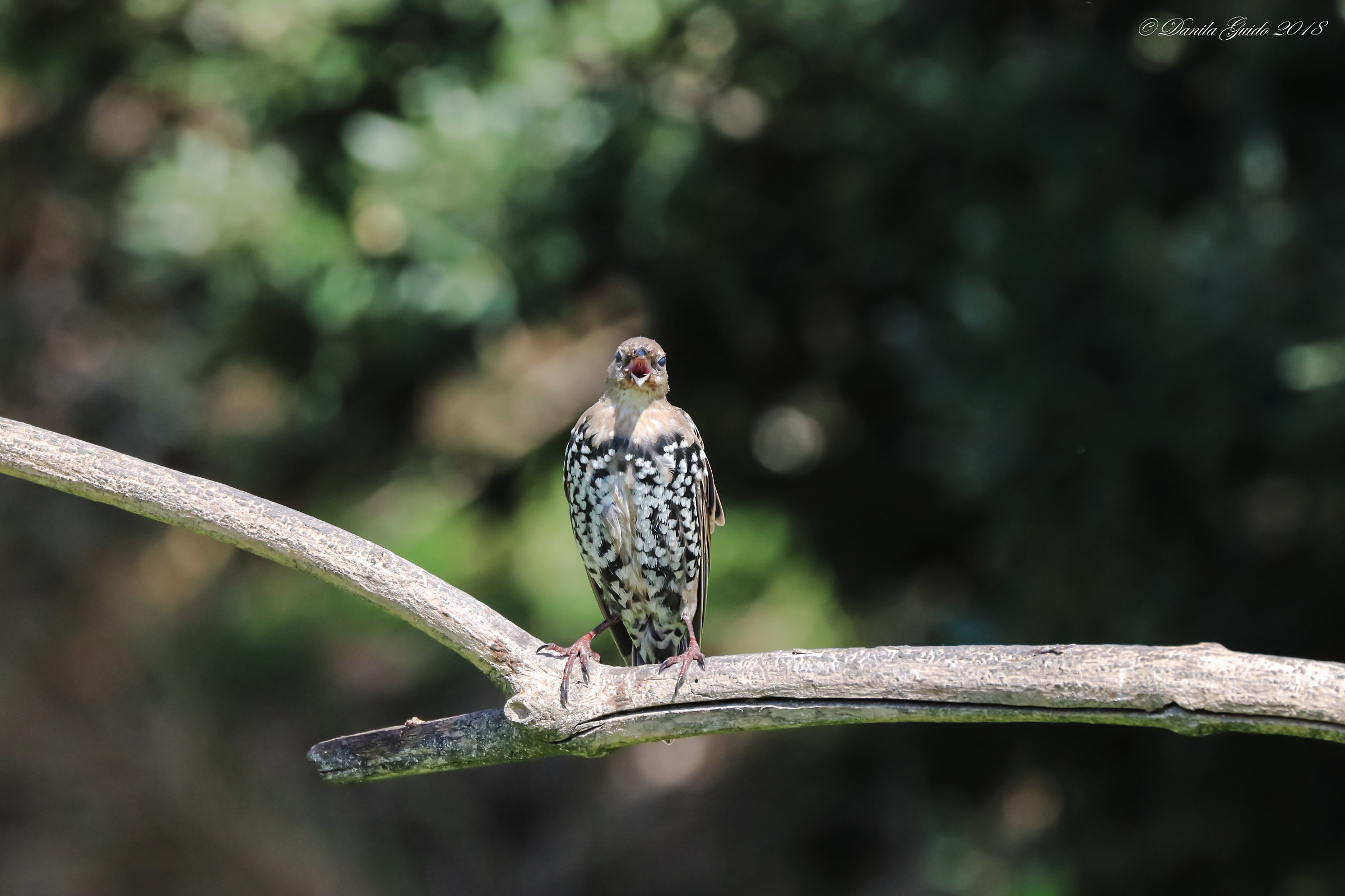 e basta co 'ste foto !!