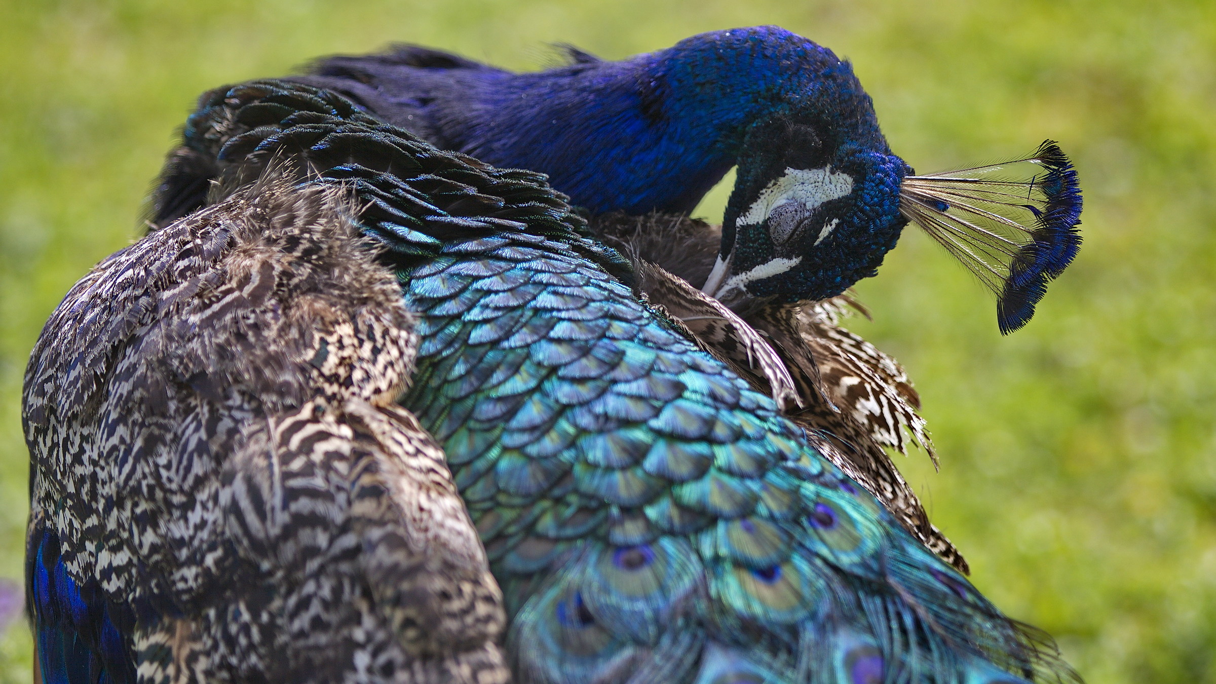 The colors of the peacock