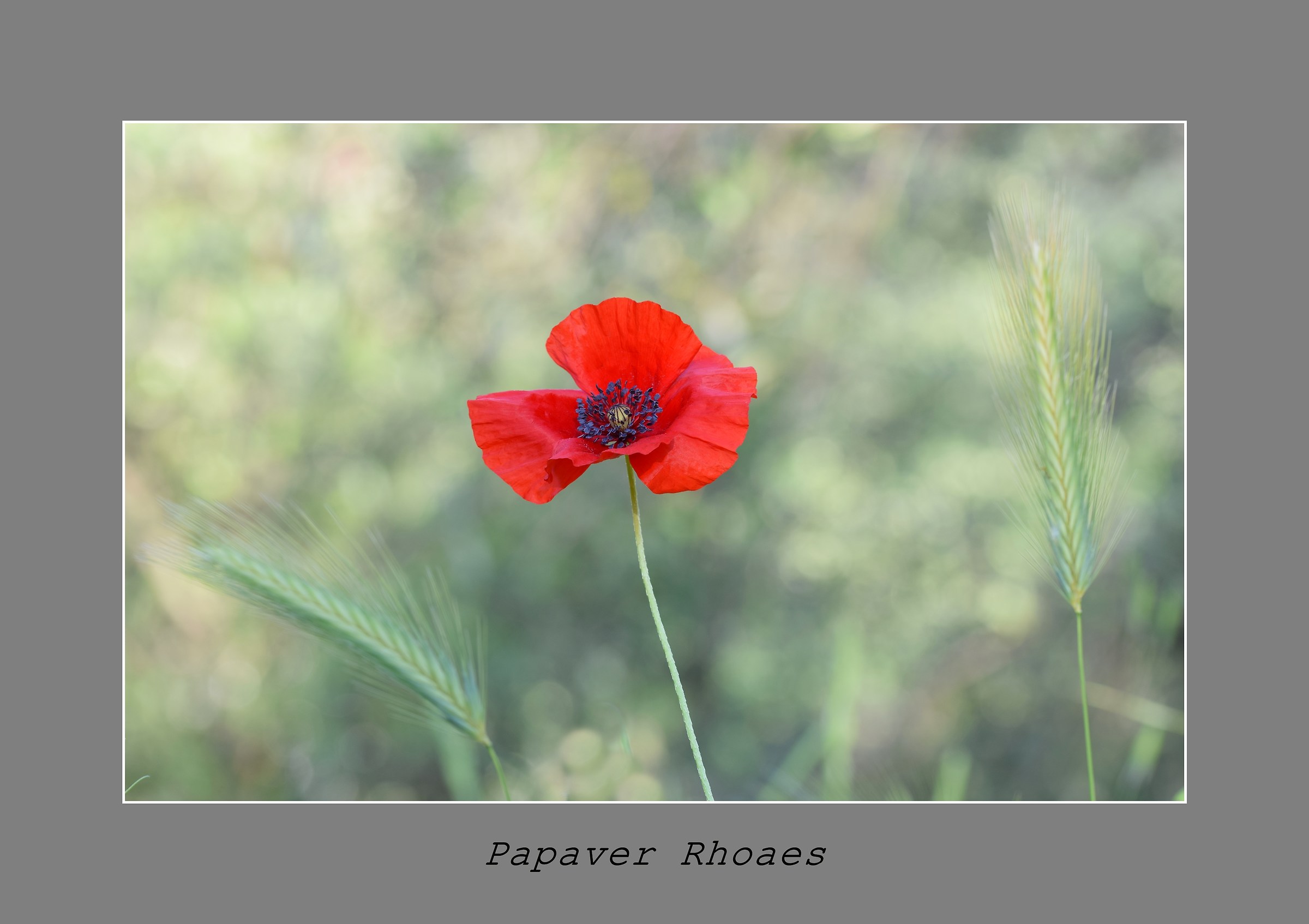 Papaver Rhoaes
